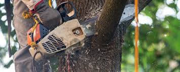 Reliable Edison, GA Tree Services Solutions