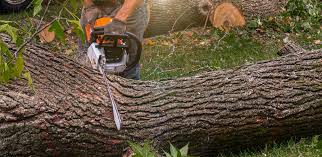 Best Emergency Tree Removal  in Edison, GA