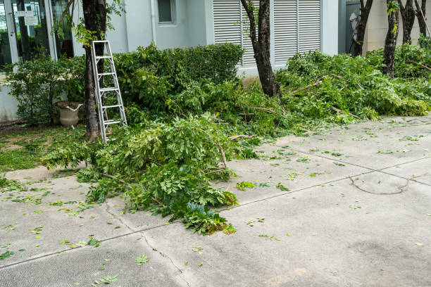 Best Lawn Watering Services  in Edison, GA