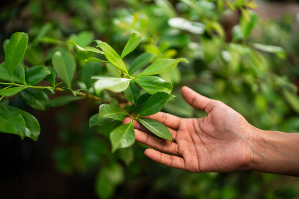 Organic Lawn Care Solutions in Edison, GA