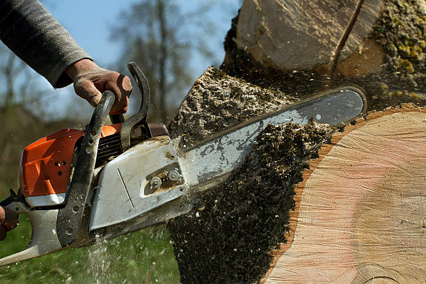 How Our Tree Care Process Works  in  Edison, GA