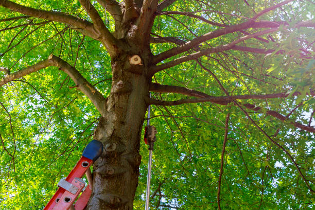 Best Tree Trimming and Pruning  in Edison, GA